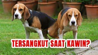 Mengapa Saat Anjing Kewin Bagian Bokongnya Saling Nempel dan Terikat ? - Cerita Satwa