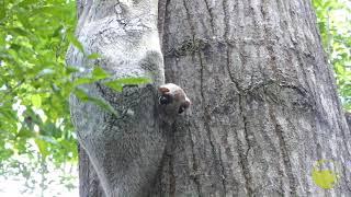 Colugo baby with mother