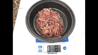 Worms Georgia Red Wiggler 12 Pound Overview - Best Price