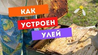 Как устроен улей? Пасека гатуповых