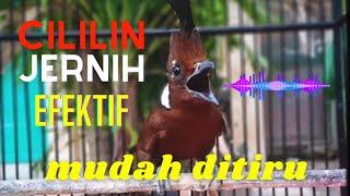 CILILIN Suara Asli Jernih - 100% MUDAH DITIRU dan JAMIN MASUK ‼️ Masteran Cililin Masa Kini