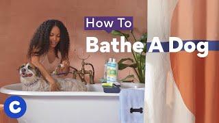 How To Bathe a Dog  Chewtorials