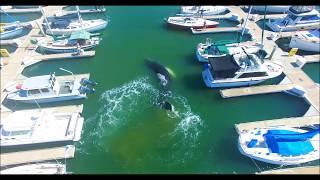 AERIALS Large HUMPBACK WHALE Confused or Lost In Ventura Marina 4K