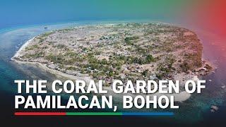 The Coral Garden of Pamilacan Bohol  ABS-CBN News