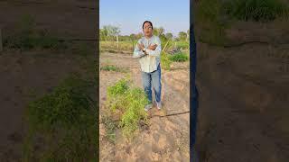 कमाल का जादूई पौधा  बिना खाद पानी के होगा बड़ा #kisan #kheti #viral #shortviral