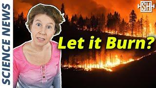 Let Wildfires Burn Scientists Say