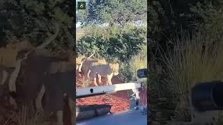 Lioness showing Power - By liamburr_wildlife Ig