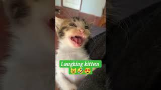 laughing kitten so cute #shorts #cat #kitten #laugh #memes