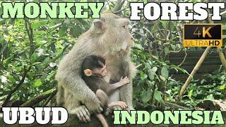 MONKEY FOREST UBUD BALI INDONESIA - THE SACRED SANCTUARY - 4K - 2024