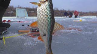 Рыбалка в феврале  глухозимье За такую плотву штраф платить не нужно . My fishing