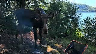 Morning Moose. Bigger Lake Algonquin Park.