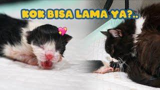 KUCING PERSIA LAHIRAN PERTAMA KALI