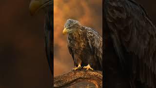 An Old Eagle history #eagle #birds #bird #nature #wildlife #eagles #birdsofinstagram #baldeagle #b