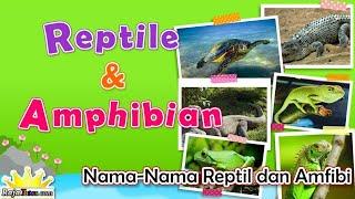 Nama Reptil dan Amfibi dalam Bahasa Inggris  Reptile and Amphibian