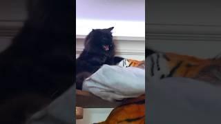 Fake Tiger vs Black Cat Prank #catpranks #faketigerprank