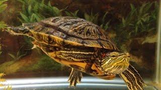 What light does your turtle need? UVB and why it is important.