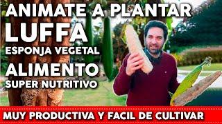 Como plantar LUFA o ESTROPAJO - Esponja Vegetal y Alimento