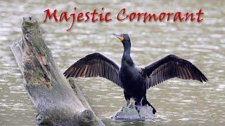 Unleashing The Power Of The Majestic Cormorant 威風鸕鶿