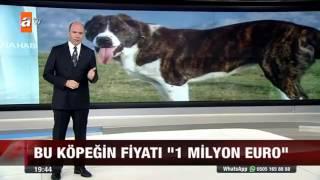 Dünyanın en pahalı köpekleri Atv Anahaberde