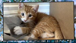 Foster Kitten Livestream S9 E27 - June 18 2024