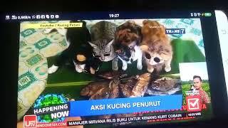 Masuk TV lagi Kucing Petani di Acara HAPPENING NOW