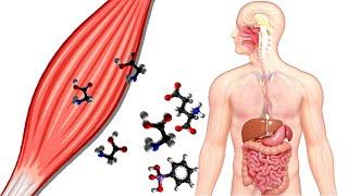 Самые Важные Аминокислоты для Восстановления Роста и Выносливости
