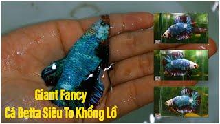 Cá Betta SIÊU TO KHỔNG LỒ  Giant Fancy Plakat GKG3- BettaSales.net  0777678979