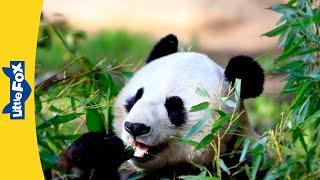 Meet the Animals  Giant Panda  Bears  Black and White  Wildlife Animals  Kindergarten