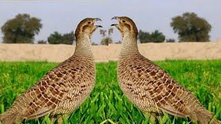 teetar ki Awaz Francolin voice Partridge sounds . #teetar #sounds #voice #birdslover