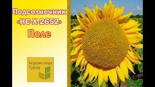 Подсолнух НС Х 2652  в Украине  - гибрид под Гранстар