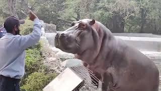 Guard Slapped Hippo Who Trying to come Out side from  his Cage