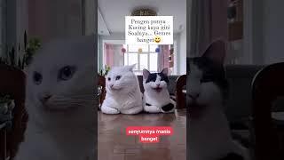 #cat #catlover #kucinglucu #videolucu #imut #funny #lucunya