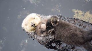 Newborn Sea Otter Pup Snuggles Up With Mom While Floating
