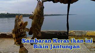 Sambaran Keras ikan ini bikin jantungan Ikan kerapu dengan umpan udang hidup #2pt