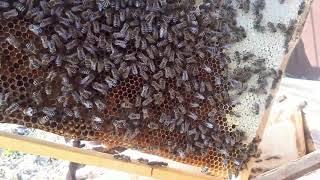 Пересаживаю рой пчел из ловушки