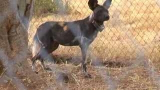 Chester Zoos African Wild Dog conservation in Tanzania