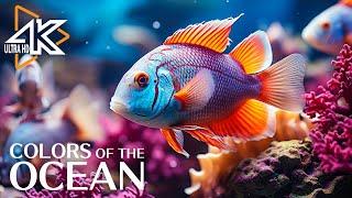 The Ocean 4K - The Amazing Creatures of the Sea - Relaxing Sleep Meditation Music