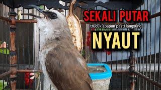 trucukan gacor TARUNG ROPEL PANJANG pancingan trucukan agar bunyi jadikan burung trucuk gacor NYAUT