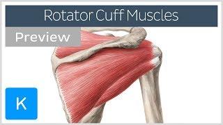 Rotator cuff muscles overview preview - Human Anatomy  Kenhub