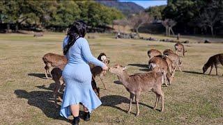 Nara Deer Park Japan  Walk