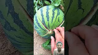 membuka semangka #watermelon #fruit #amazing #shortvideo #shorts