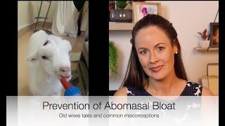 How to prevent Abomasal Bloat in lambskids Vet Explains *FAST*  Sez the Vet