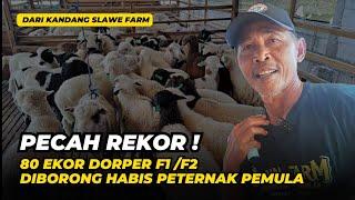 Review Domba Dorper F1 dan F2 Terjual 80 Ekor  @AGROTV9