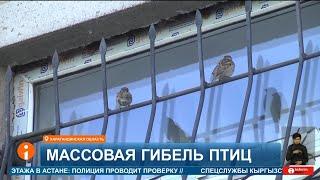 Мертвые воробьи усыпали тротуары Караганды власти проверяют причину