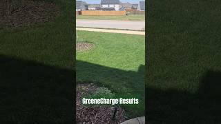 1 week GreeneCharge results. Applying fertilizer early is a-ok #diylawntips #lawncare #fertilizer