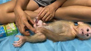 Baby monkey Miker drinking milk for snack