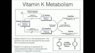 Vitamin K Metabolism and Function