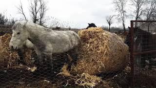 Осёл не достаёт до кобылы? Разведение Мулов.