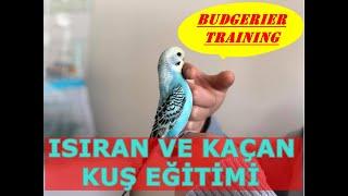 Kuşun Isırıyor ve Kaçıyorsa Çözüm Burda  Isıran ve Kaçan Muhabbet Kuşu Ele Alıştırma Eğitimi