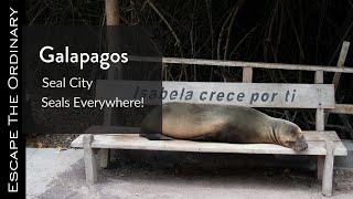 Las Grietas & Tortuga Bay Galapagos Islands 2020